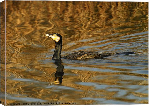 Cormorant Canvas Print by Keith Cooper