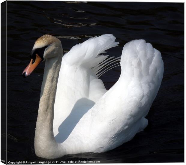 Swan Canvas Print by Abigail Langridge