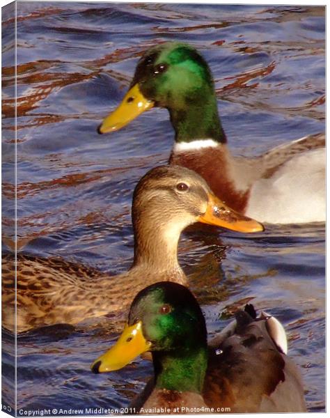 Ducks Canvas Print by Andrew Middleton