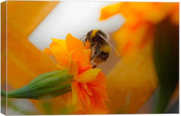 Bumbles Nectar Canvas Print by Andrew Middleton