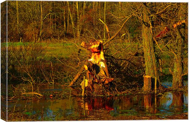 Tree Stumps Canvas Print by Andrew Middleton