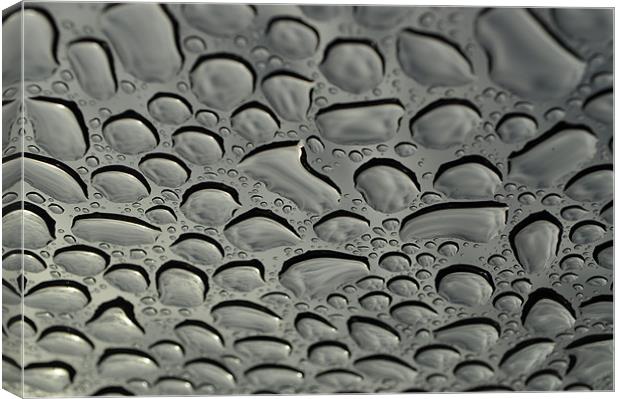 rain drops Canvas Print by mark coates