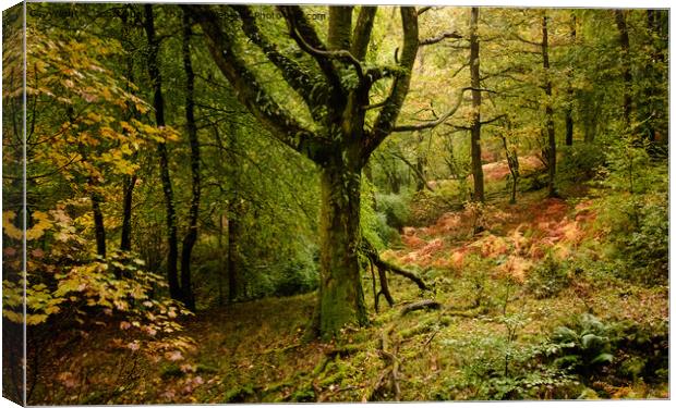 Autumn shades in Skelghyll Woods Canvas Print by John Dunbar