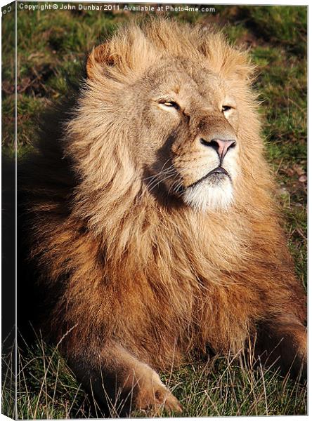 Lion in the sun Canvas Print by John Dunbar