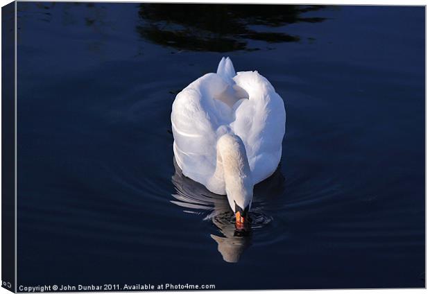Peaceful White Swan Canvas Print by John Dunbar