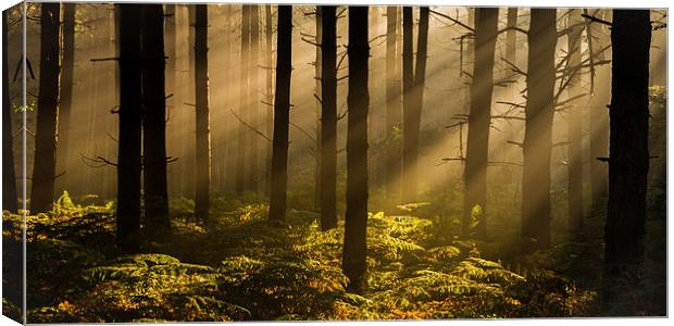 In The Woods Canvas Print by John Dunbar