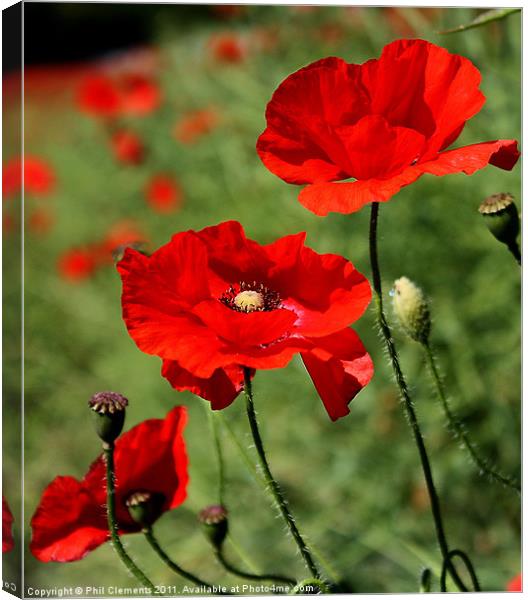 Poppies Canvas Print by Phil Clements