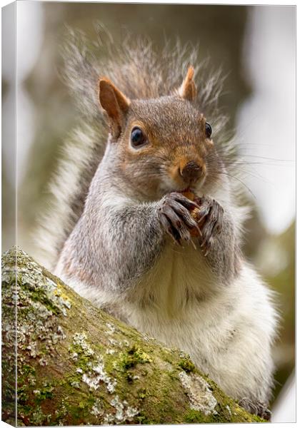 Grey Squirrel Eating a Nut Canvas Print by Phil Clements