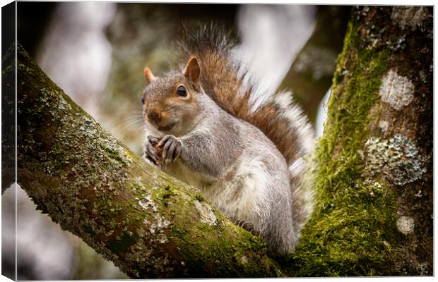 Grey Squirrel on a Tree Branch Canvas Print by Phil Clements