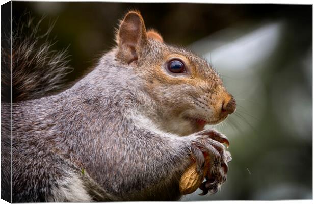 Grey Squirrel Close Up Canvas Print by Phil Clements