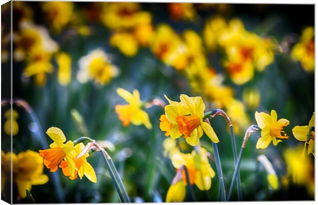 Yellow Daffodils Canvas Print by Phil Clements