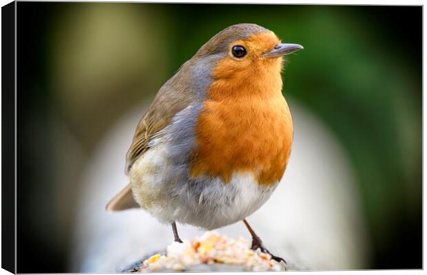 Robin Red Breast Canvas Print by Phil Clements