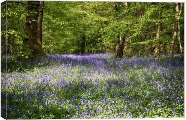 Bluebell Woods Canvas Print by Phil Clements