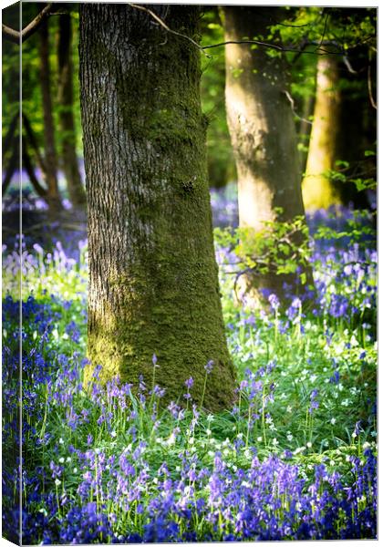 Bluebell Woods Canvas Print by Phil Clements