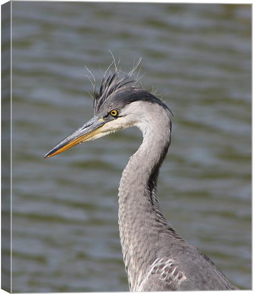 Grey Heron Canvas Print by Phil Clements