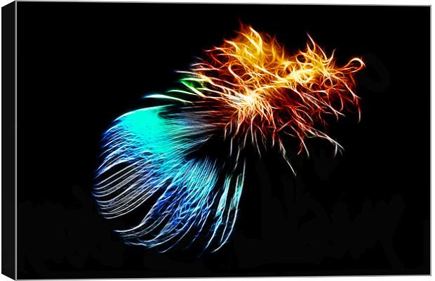 Abstract Peacock Feather Canvas Print by Phil Clements