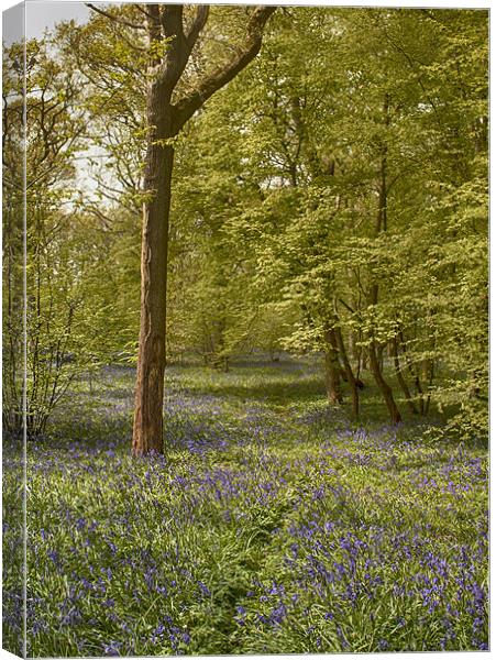 Bluebell Glade Canvas Print by Phil Clements