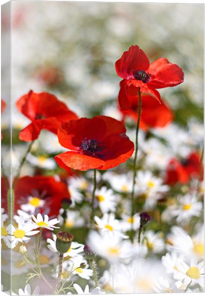 Poppies and Daisies Canvas Print by Phil Clements