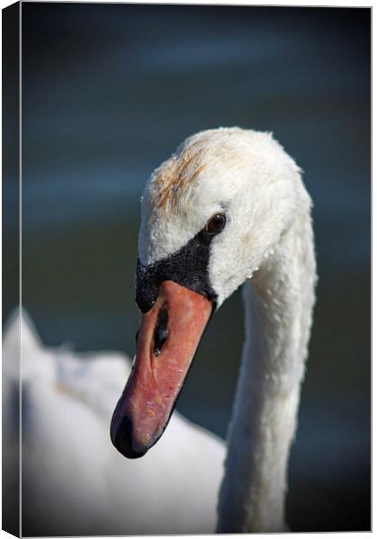 Me? A Swan? Canvas Print by Phil Clements