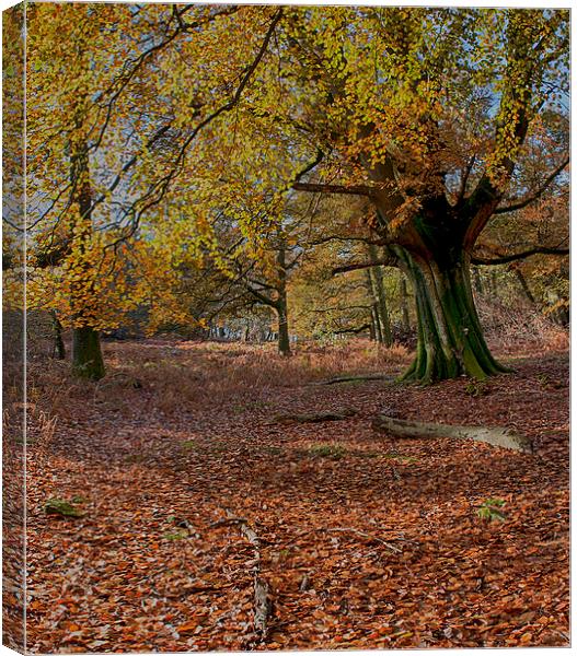 Autumn Forest Canvas Print by Phil Clements