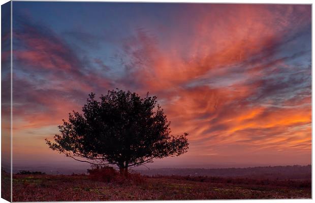 Lone Tree At Sunset Canvas Print by Phil Clements