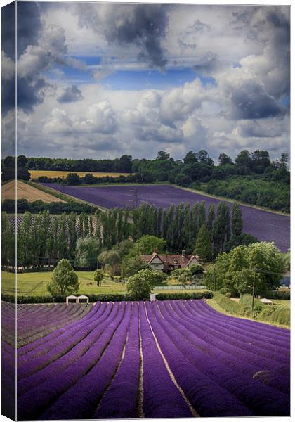 Lavender Field Canvas Print by Phil Clements