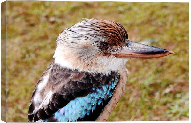  Blue Winged Kookaburra Canvas Print by Phil Clements