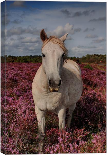  Outstanding In His Field Canvas Print by Phil Clements