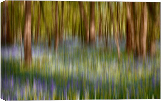  Bluebell Blur Canvas Print by Phil Clements
