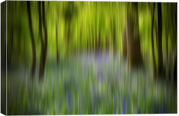 Bluebell Blur Canvas Print by Phil Clements