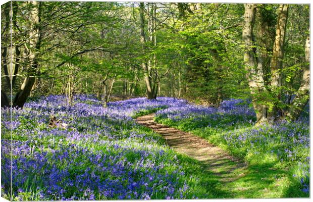 Sussex Bluebell Woods Canvas Print by Phil Clements