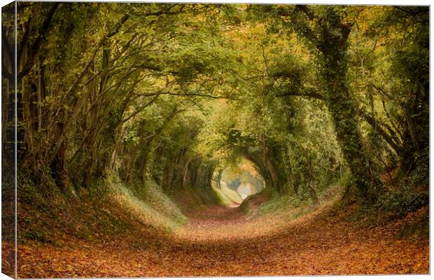 Halnaker Tree Tunnel Canvas Print by Phil Clements