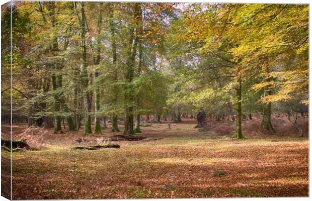 Autumn In An English Woodland Canvas Print by Phil Clements