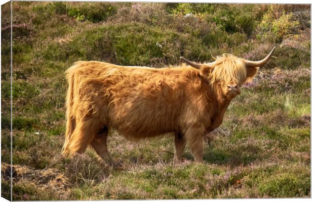 Highland Cow Canvas Print by Phil Clements