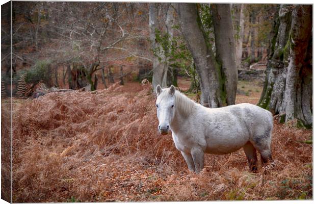 New Forest Pony Canvas Print by Phil Clements