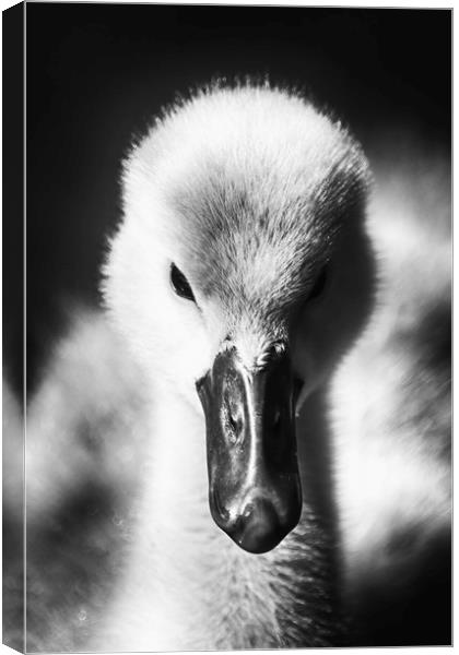 Adorable Fluffy Cygnet Canvas Print by Phil Clements