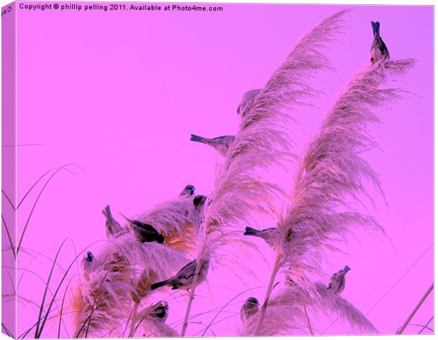 Pampas perch Canvas Print by camera man