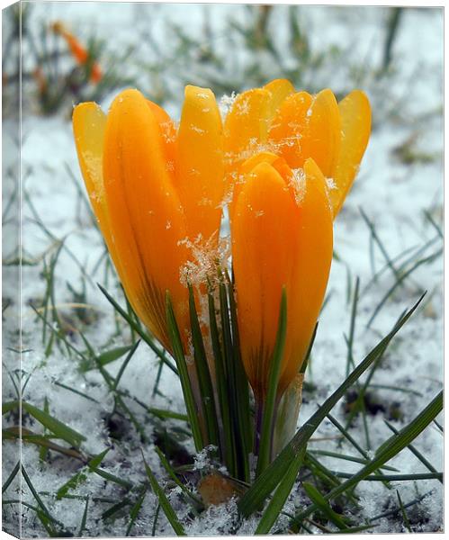 Snow Crocus Canvas Print by camera man