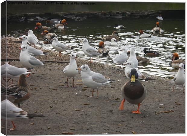 Waterfowl. Canvas Print by camera man