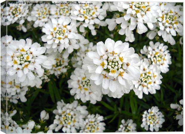 Candytuft Canvas Print by camera man