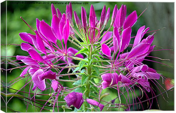 Cleome in Bloom Canvas Print by camera man
