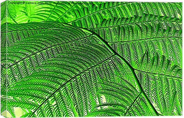 Fern Art Canvas Print by camera man