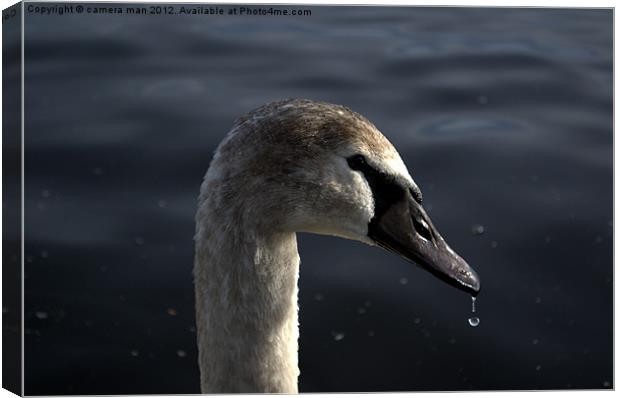 Swan Drop Canvas Print by camera man