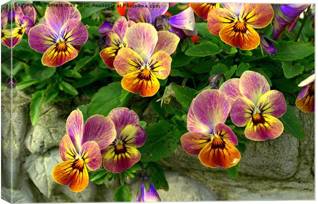 Pansy faces Canvas Print by camera man
