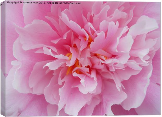 Pink Petals Canvas Print by camera man