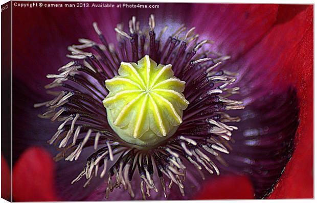 Poppy perfection. Canvas Print by camera man