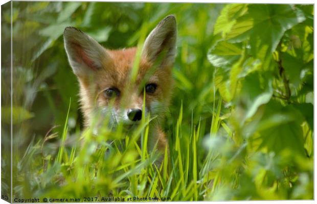 Baby Fox Canvas Print by camera man