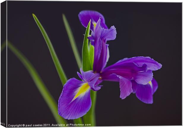 Purple Perfection Canvas Print by paul cowles
