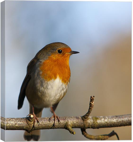 Winters Robin. Canvas Print by paul cowles