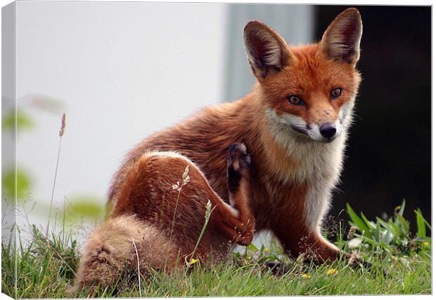 Hungry Fox Canvas Print by paul cowles